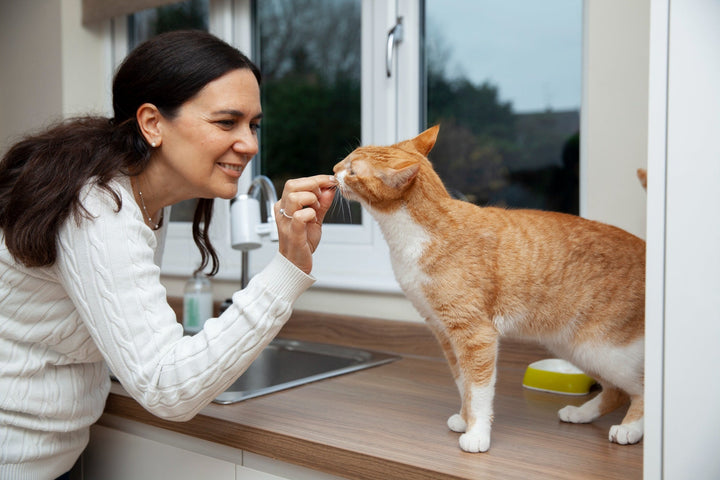 Grooming Your Cat the Right Way