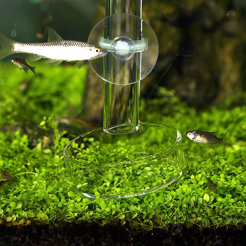 Fish Tank Feeding Tube Crystal Shrimp Feeder